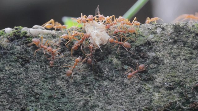 Red ant carrying food on the wall to nest