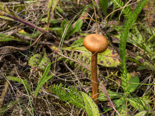 Mushroom toadstool