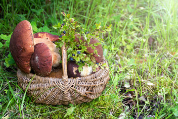 White mushrooms in the basket in the woods