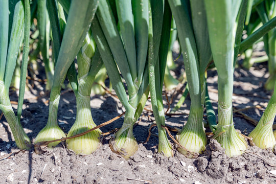 Dutch Farmland With Growing Onions