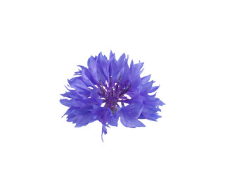 cornflowers