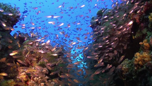 Huge Shoal of Small Fish on Coral Reef, underwater scene
