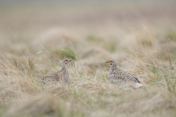 Sharp-tailed grouse (Tympanuchus phasianellus)