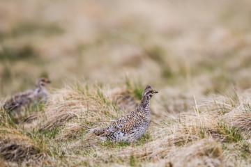Sharp-tailed grouse (Tympanuchus phasianellus)