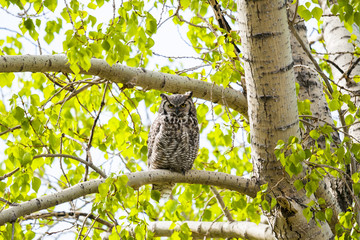 Great Horned Owl