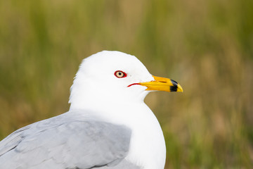 Ring-billed Gull (Larus delawarensis)