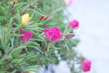 purslane pink flower