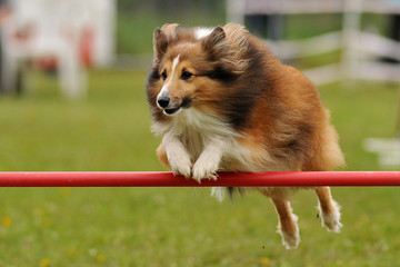 berger des shetlands en agility