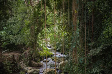 Fotobehang Jungle River © dislentev