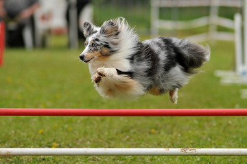 berger des shetlands en agility