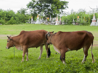 cows at summer green field