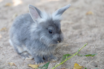 kaninchen