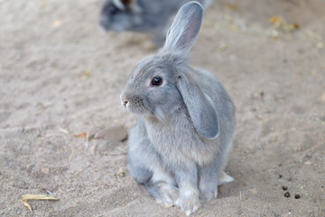 kaninchen