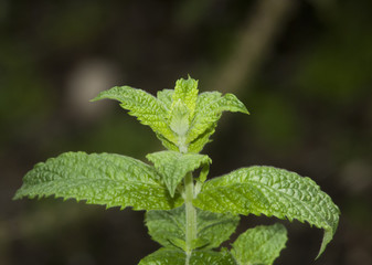 Fototapeta na wymiar Mint plant