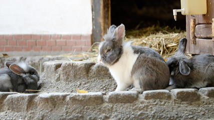 Obraz premium kaninchen