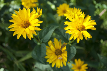 Sonnenauge, Heliopsis, Asteraceae