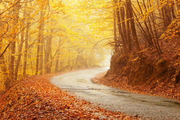 Paysage d& 39 automne avec route et beaux arbres colorés