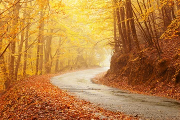 Papier Peint photo Lavable Automne Paysage d& 39 automne avec route et beaux arbres colorés