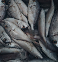 Fresh raw fish in market 
