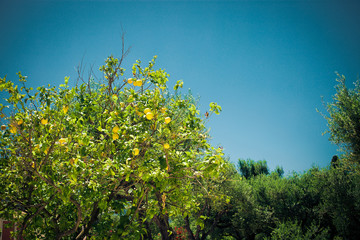 Ripe lemons hanging on a tree in Greece