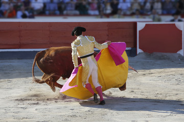 Naklejka premium Fighting bull in the bullring