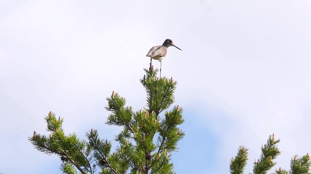 Gr&uuml;nschenkel auf Baum