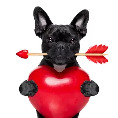 Stickers pour porte Chien fou valentines arrow dog