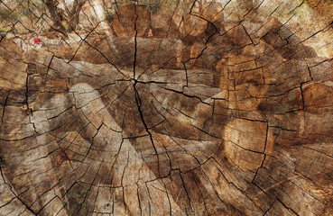 Double exposure of Timber Logs and Cut tree trunk. nature background.