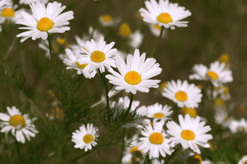 Obraz premium Summer background