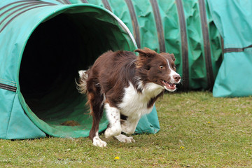 border collie en agility