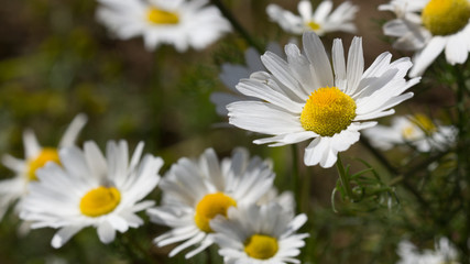 Fototapeta premium Summer background