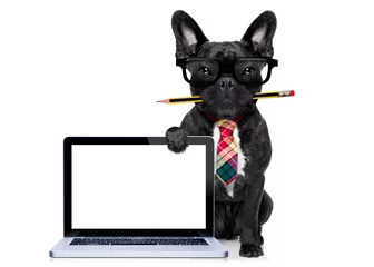 Cercles muraux Chien fou office worker dog