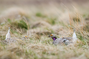 Sharp-tailed grouse (Tympanuchus phasianellus)