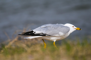 Ring-billed Gull (Larus delawarensis)