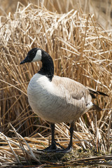 Canada Goose (Branta canadensis)