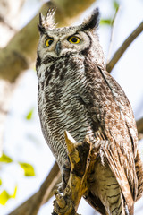 Great Horned Owl