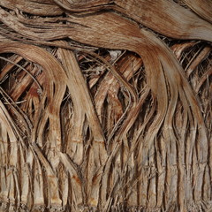 palm tree bark 