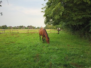 Naklejka premium Horse