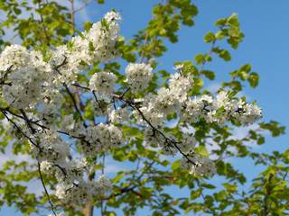 Plum flowering