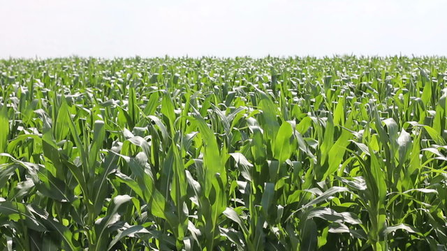 field corn shot