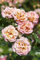 Rosarium van de botanische tuin in Moskou