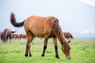 Naklejka na ściany i meble horses on the green field