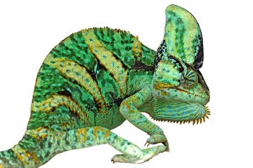 Foto op Aluminium Kameleon kameleon of calyptratus op wit wordt geïsoleerd