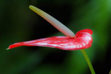 Anthurium in de botanische tuin van Moskou