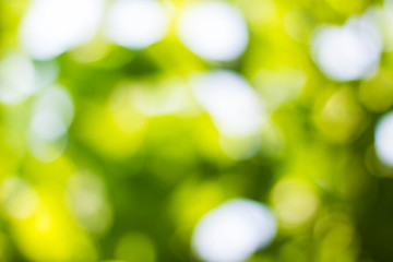Natural green blurred and bokeh background,Abstract backgrounds.