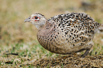 Ring-necked Pheasant (Phasianus colchicus)