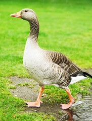 Duck on green grass