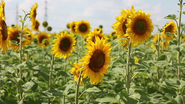 medium shot of sunflower field
