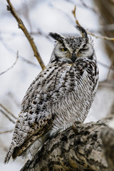 Great-Horned Owl (Bubo virginianus)