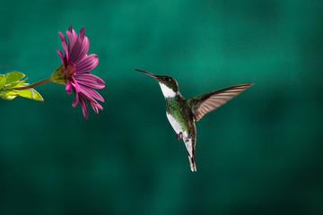 Fototapeta na wymiar A little hummingbird chassing its meal